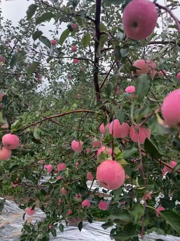 白水红富士苹果