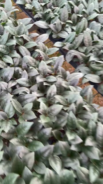 黑金刚穴苗，杯苗，大批量上市