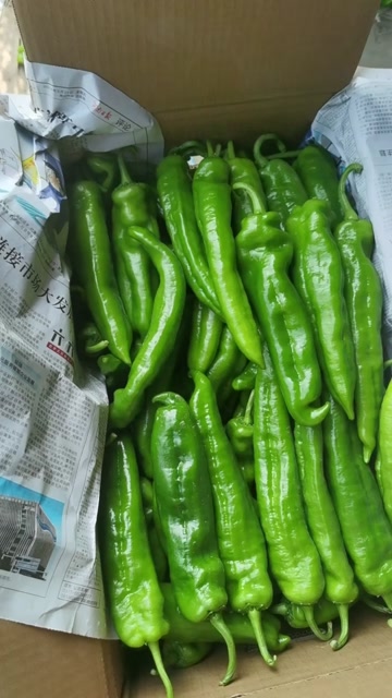 夏邑县万亩基地辣椒大量上市！品种多，欢迎实地考察！