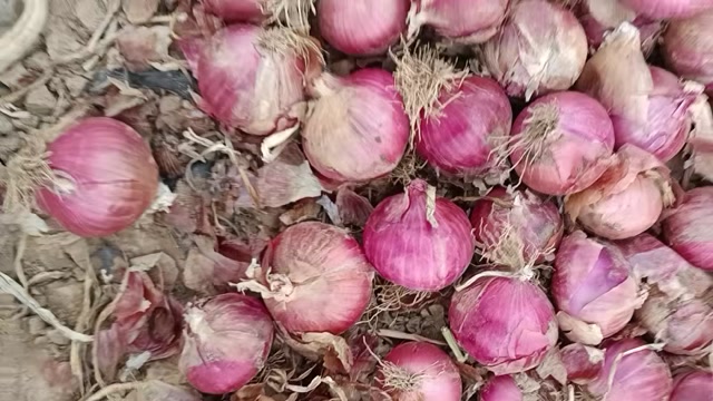 甘肃张掖二红洋葱