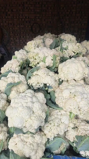 天津武清白花菜花 新鲜蔬菜批发
