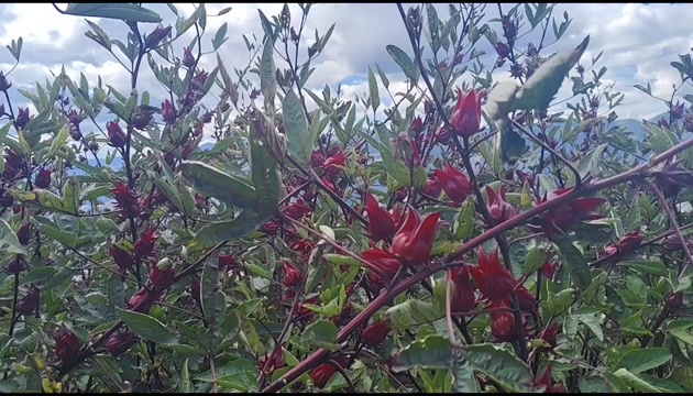 云南新鲜洛神花