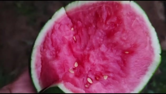 精品玲珑小吊瓜,百亩基地直供,常年不断货