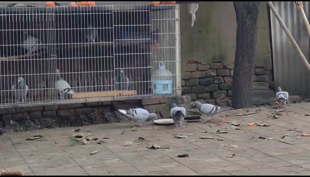 给幼鸽开家！都是成绩鸽子代！