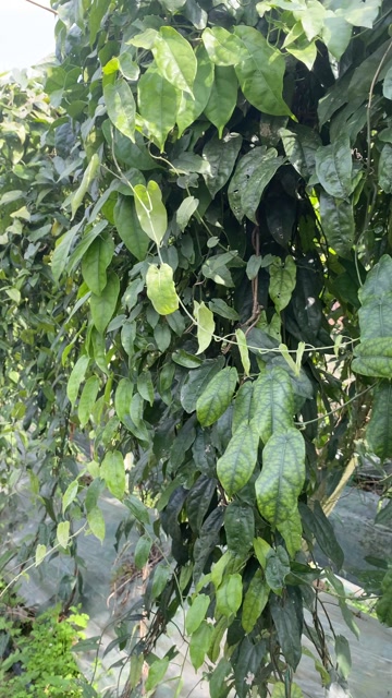 金果榄、地苦胆、青牛胆鲜果