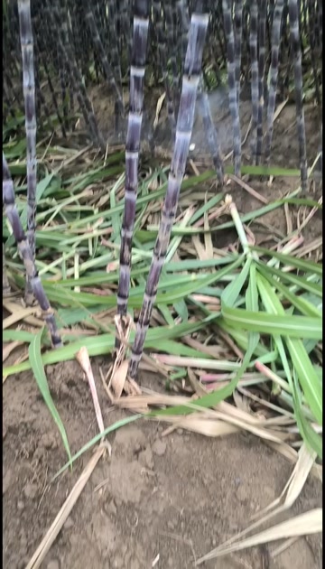 广西黑皮甘蔗，质量优，小，中，大货都有，甜度高！