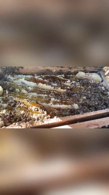 天水百寿康正宗纯正天然深山野生蜂蜜送礼佳品