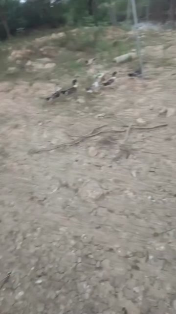 江西高安水鸭 活禽生鲜散养土鸭 产地直发