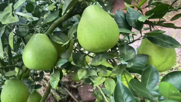 出售麻麻柚