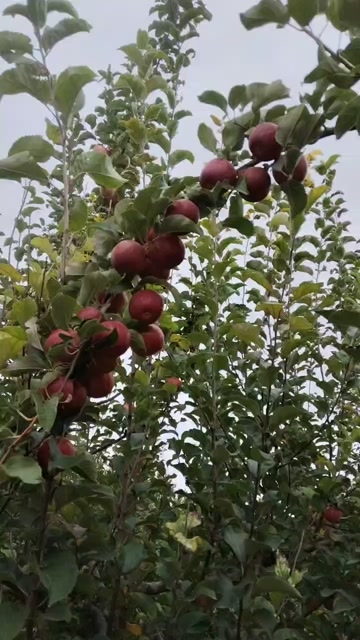 内蒙古赤峰敖汉旗优质苹果产地直发
