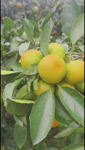 新津蜜桔