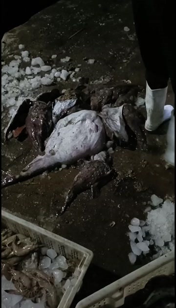大连本人常年出海打鱼各种海鲜一手货联系电话