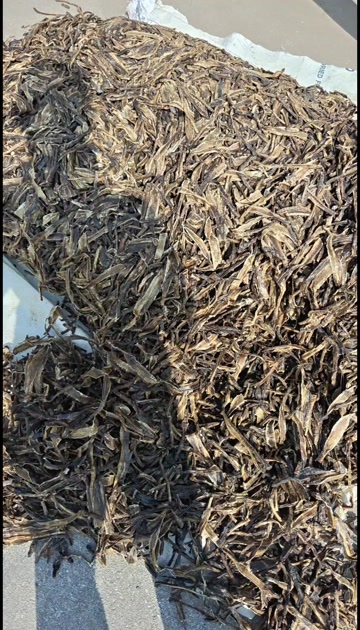 地龙 选 广地龙大开货 关书药业专注品质如图所示一手货源量大