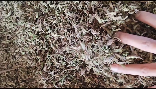 卷柏 干净无杂卷柏切段 批发零售
