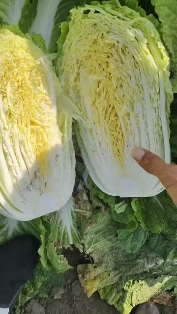 洮南市黄心大白菜