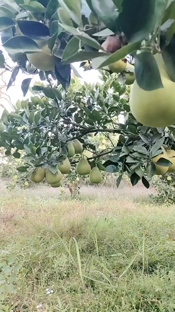 安福县安福金兰柚