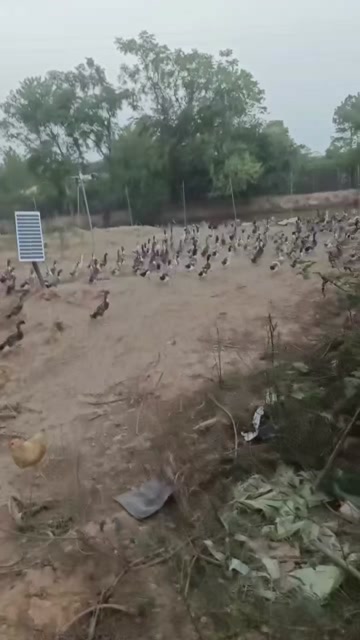 江西高安水鸭 活禽生鲜散养土鸭 产地直发
