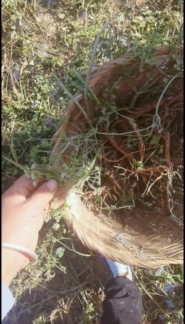 藏区高山甜当归整根无熏无硫自然晒干