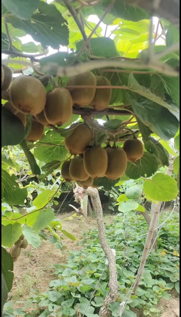 【精选】正宗徐香绿心猕猴桃新鲜应季甜水果砀山整箱批发