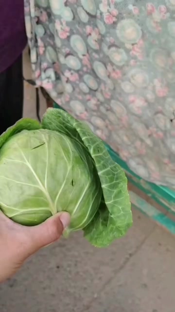 本地甘蓝大量上市，价格美丽，毛毛钱了