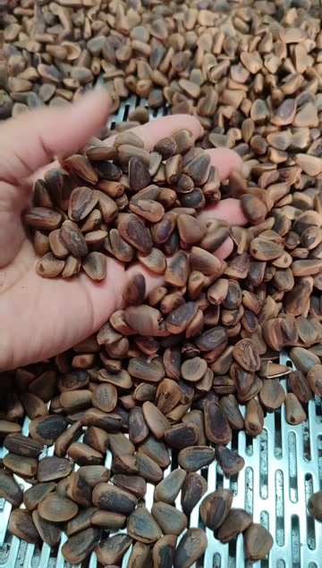 新加工东北开口松子，原味高品质，颗粒饱满