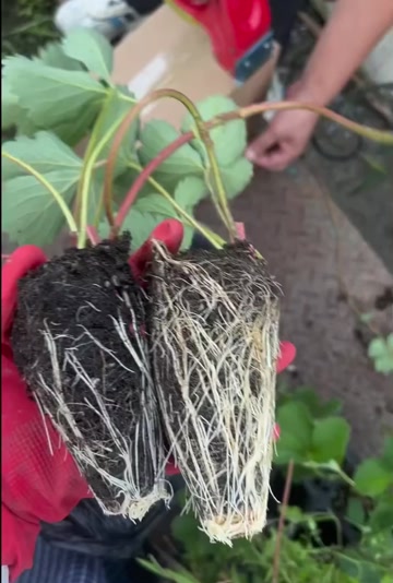 高寒地区、高架穴盘机质红颜草莓苗