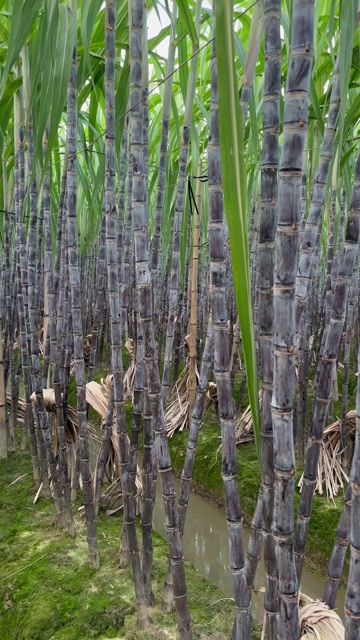 广西博白黑皮甘蔗 产地直供 果径4-6cm 长2.8-3米