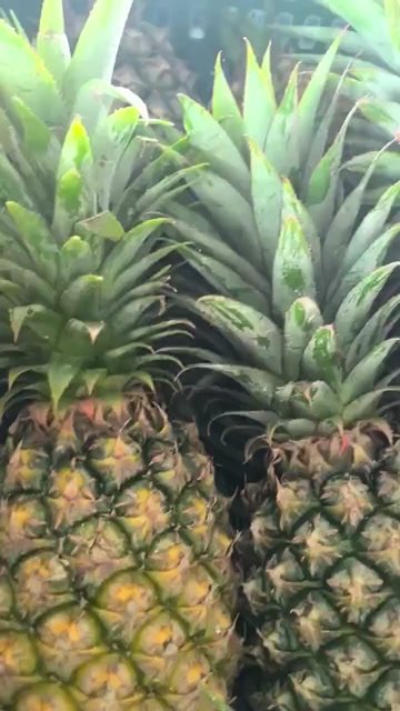 专业做（一件代发）海南金钻凤梨当季时令现摘现发新鲜水果