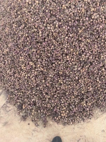 阳春沙仁
