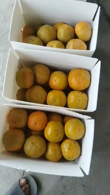 扬州脆甜柿子
