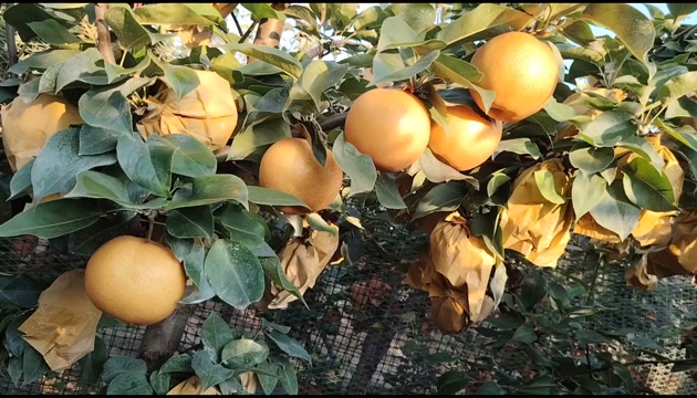1. 果肉细脆多汁甜，常温存1月，冷藏可延至3月。2. 甜