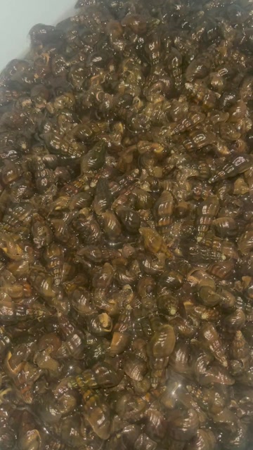 供应纽螺（河边螺）