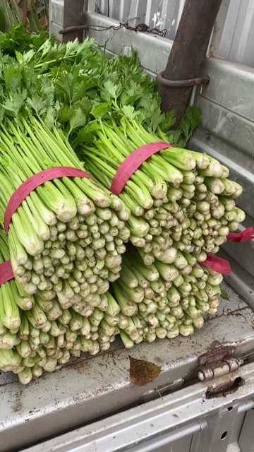 优质西芹苗,精品西芹已上市,中小棵 ,清脆无丝