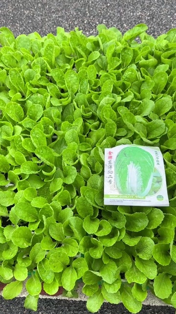 白菜苗（东洋50）
