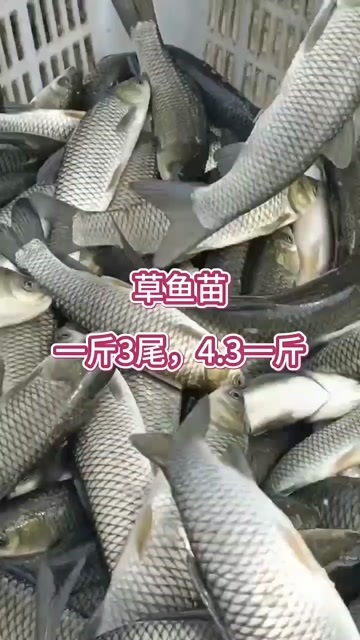 鱼苗，江苏基地直发，草鱼苗