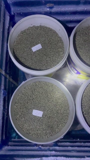 去壳  海瓜子/蛤蜊/蛤肉