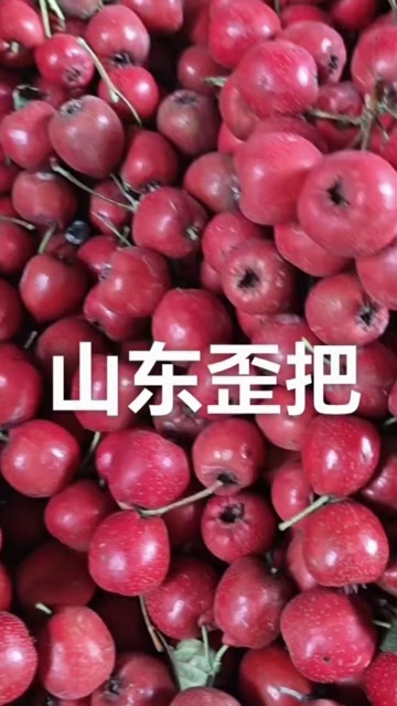 平邑县歪把红山楂 一级30斤100