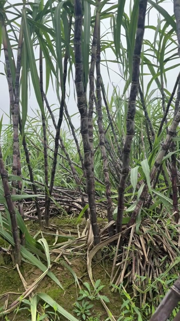河南本地黑皮水果甘蔗