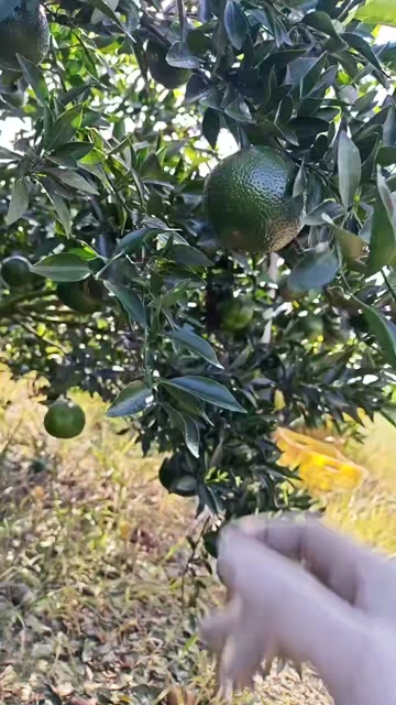 新会柑广东江门产地直发新鲜柑大青柑