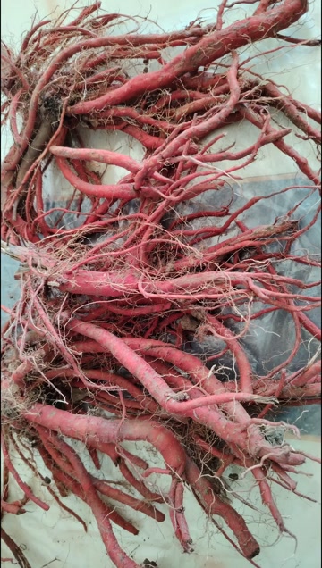 黑龙江双城区种植紫花丹参1230庙丰收480万斤待销售