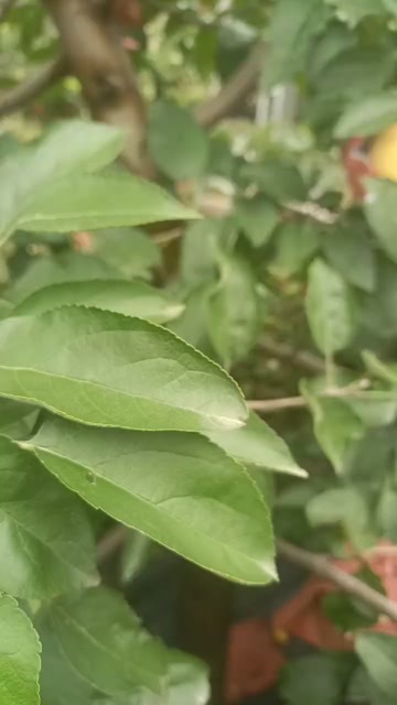 黄金微纳斯苹果，城招各位采购商