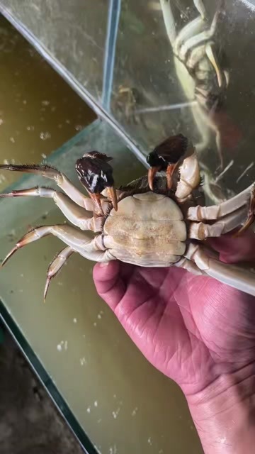 泗洪县大闸蟹 精品看过来