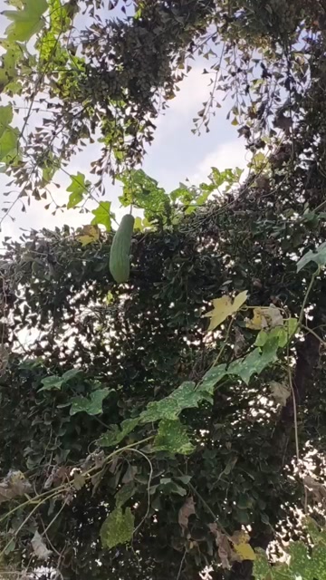 牛筋草，丝瓜络