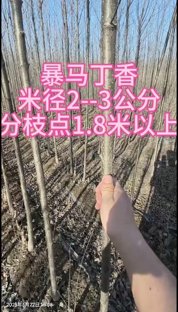 暴马丁香，籽播苗，工程苗，暴马丁香杯苗