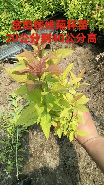 铁岭县金焰绣线菊，金山绣线菊，金山金艳绣线菊杯苗