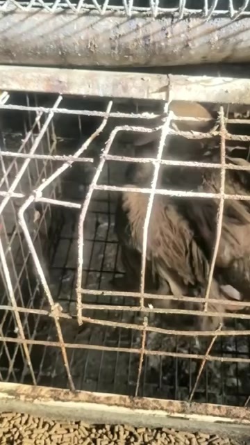 玉林【优惠】广西玉林淘汰蛋鸭，9000羽，平均3.12斤，论只卖