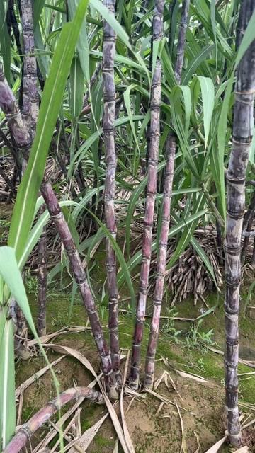 河南本地黑皮水果甘蔗