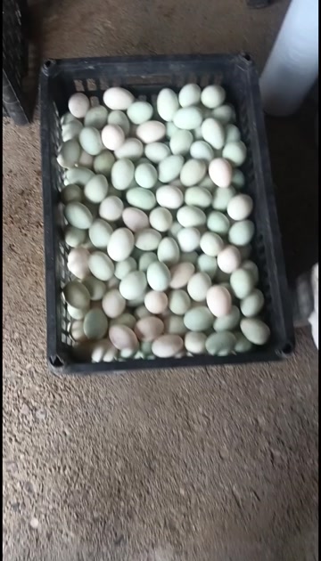 湖北襄阳南漳青皮鸭蛋产地直发