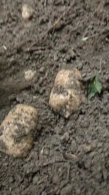 新鲜林下种植非云南小草坝新鲜天麻，乌红杂交麻整个统货