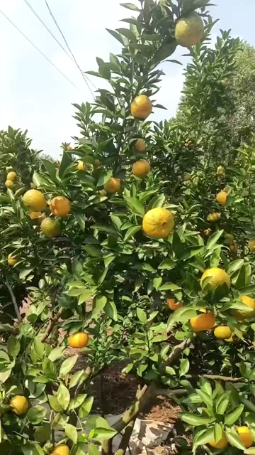 新余蜜桔大量出售，皮毛靓丽，果型均匀，有需要的老板联系